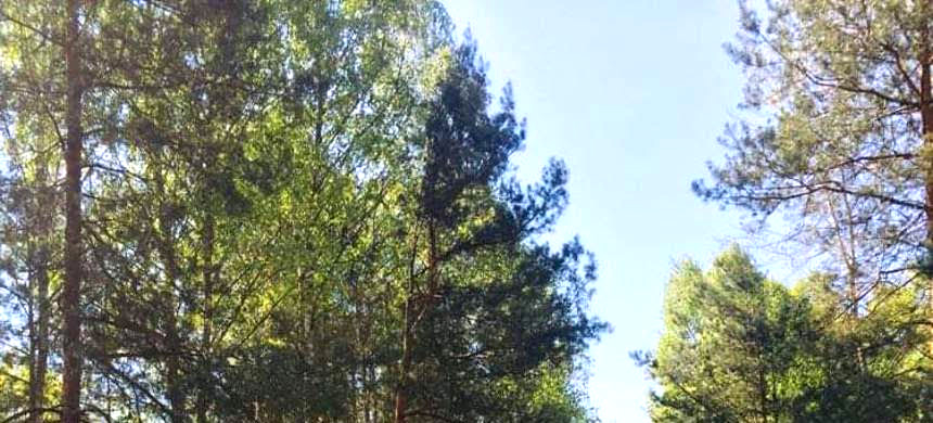 widoczek