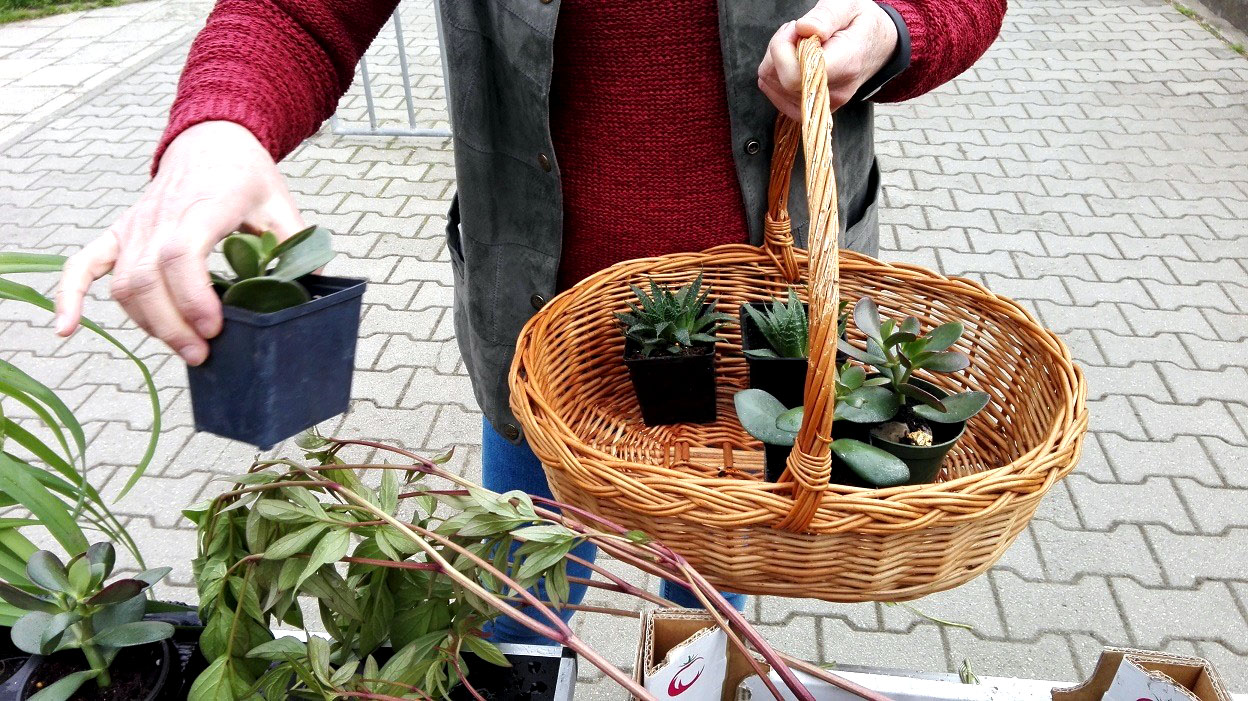 wymiana rosłin 3