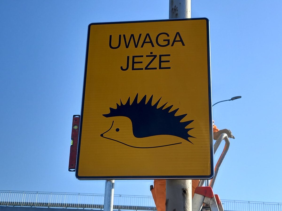 jeże