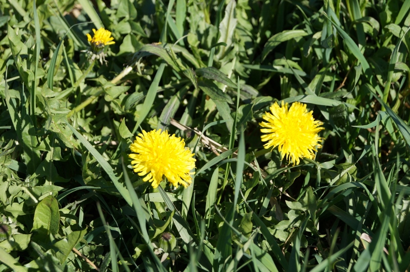 Wiosna 001 2 800x532