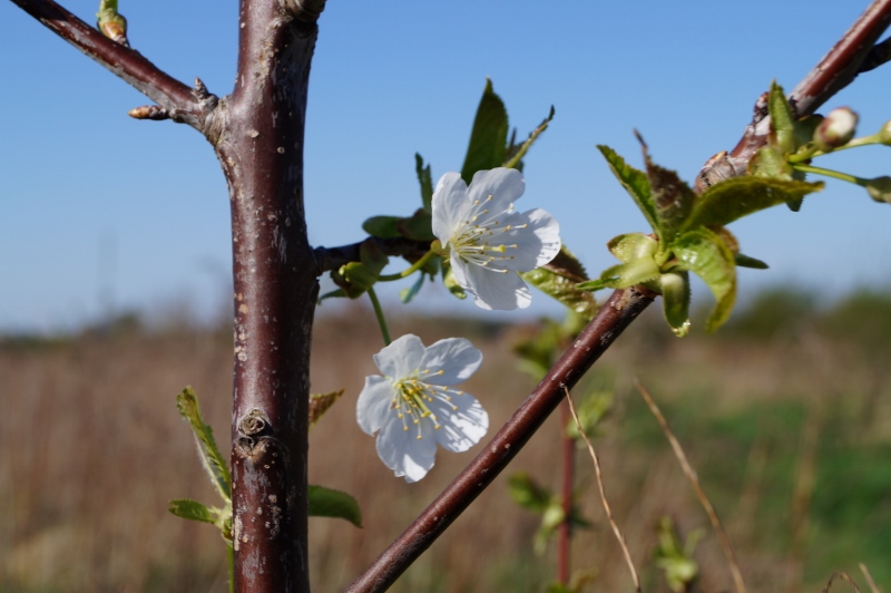 Wiosna 005 2 800x532