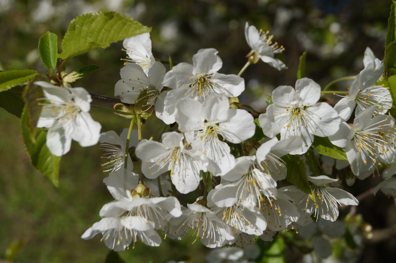 Wiosna 030 2 800x532