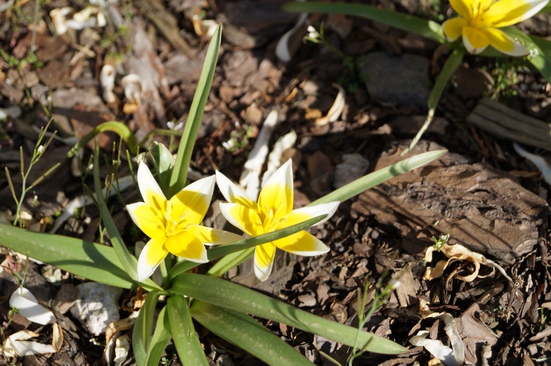 Wiosna 066 2 800x532