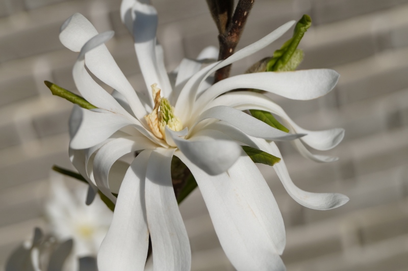 Wiosna 071 2 800x532