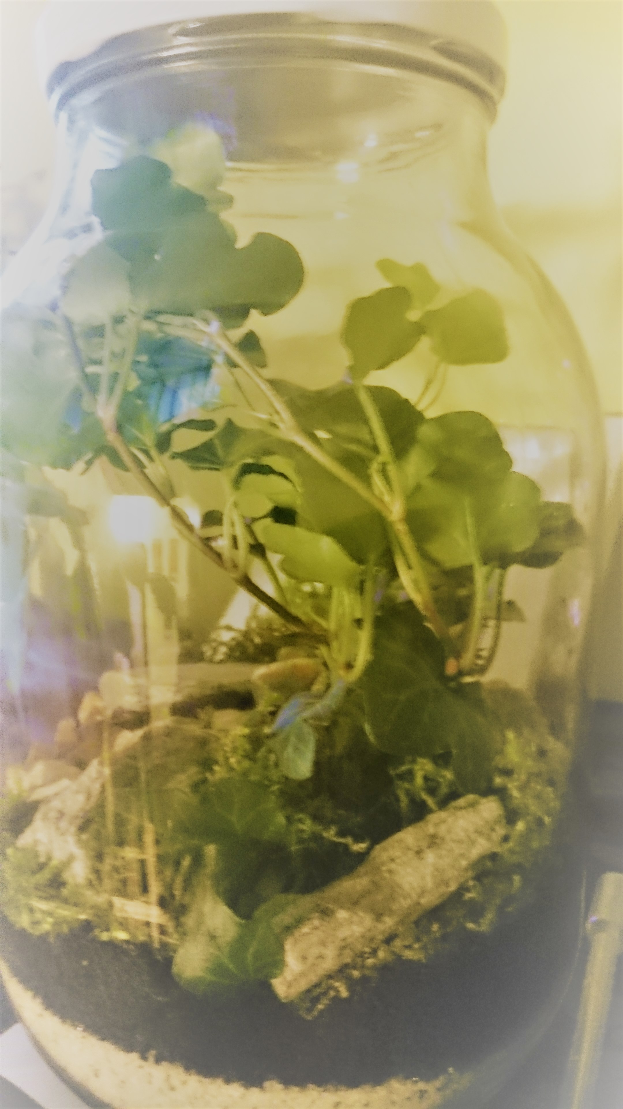 biosfera 002.JPG