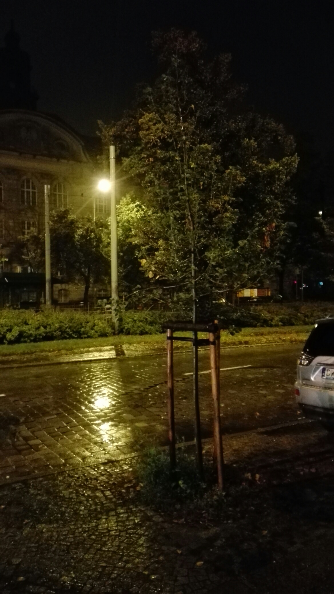 drzewko PŚ