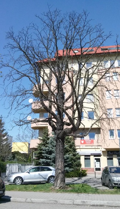 pretficza kasztanowiec biały