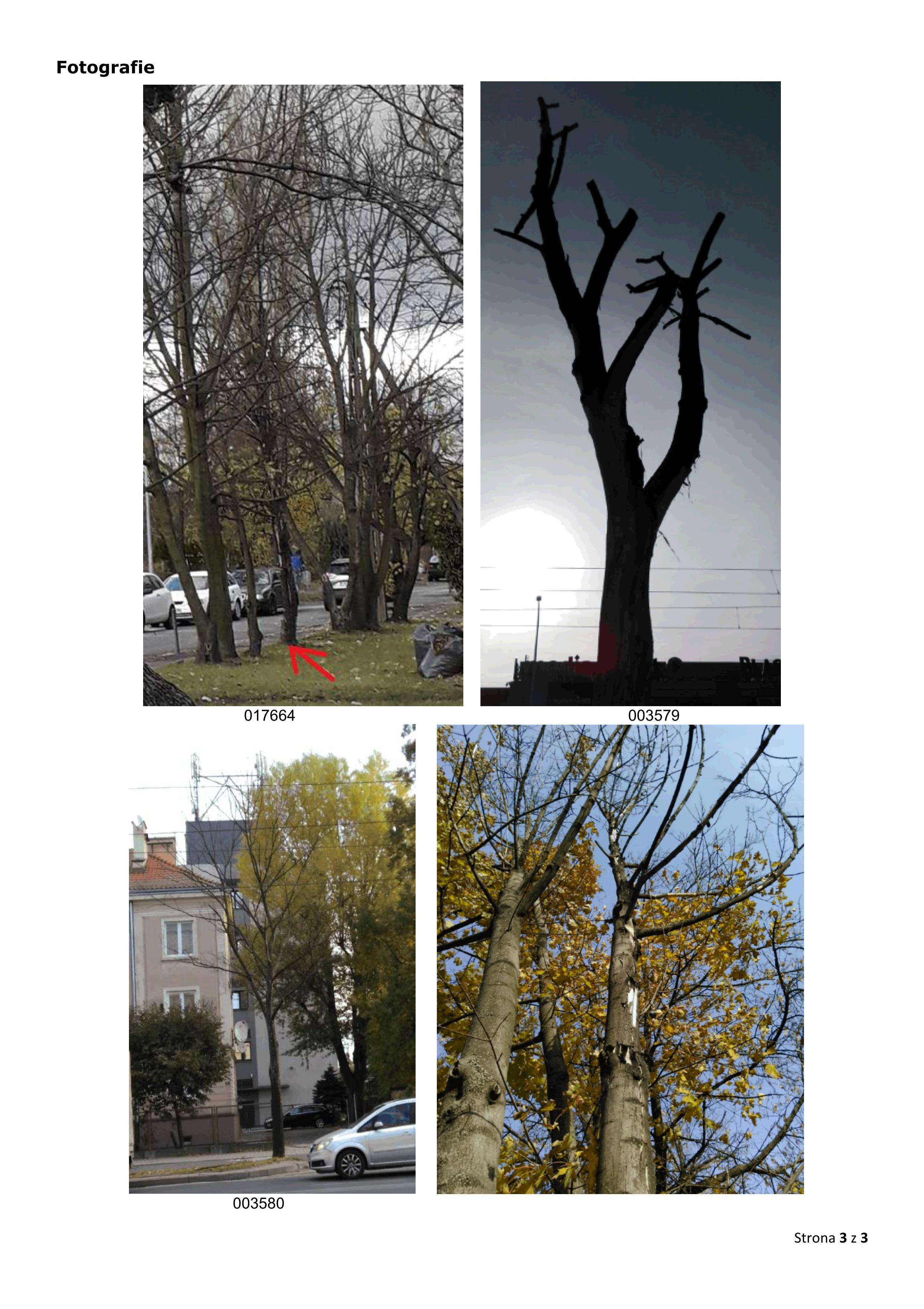 Krakowska_wycinka_01.jpg