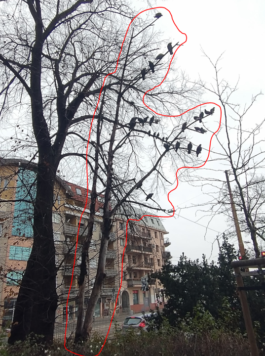 klon_050101.PNG