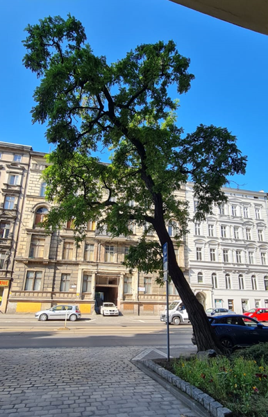 robinia.png