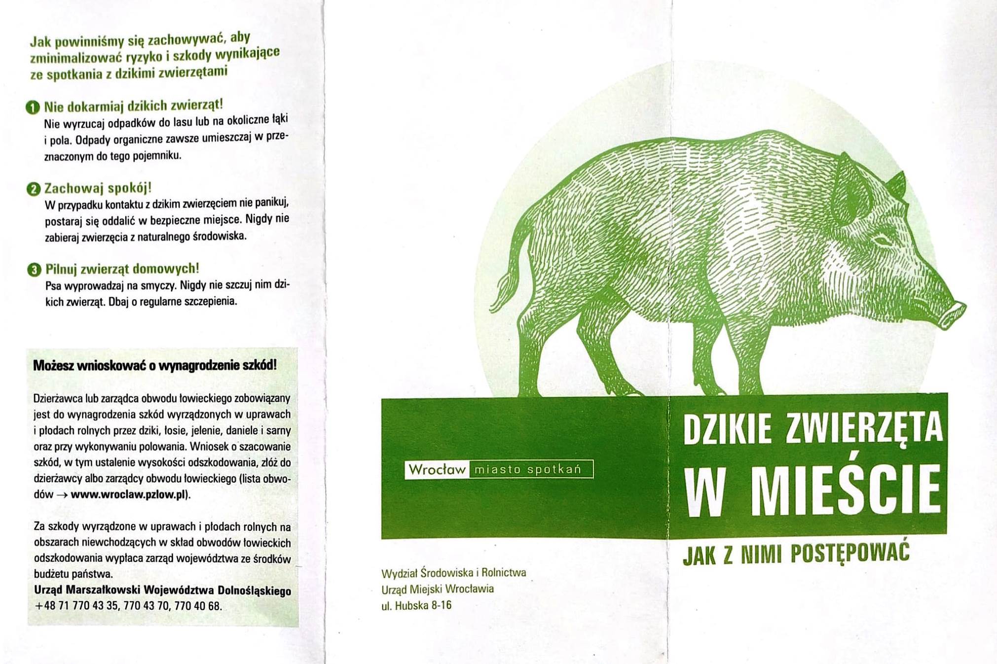 dziki1