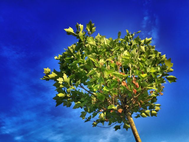 tree 824429 1281