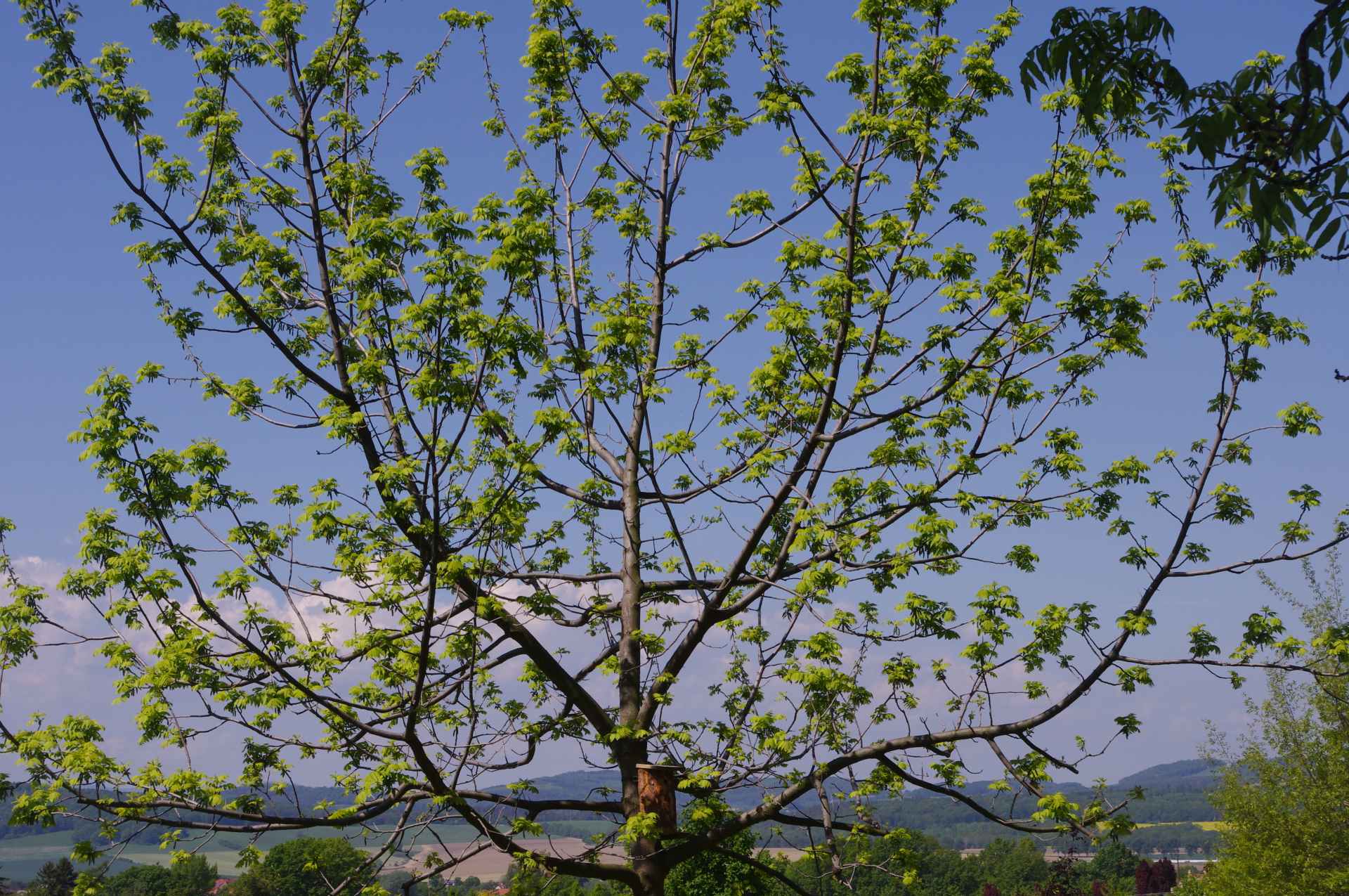 SFW 2019 arboretum 6