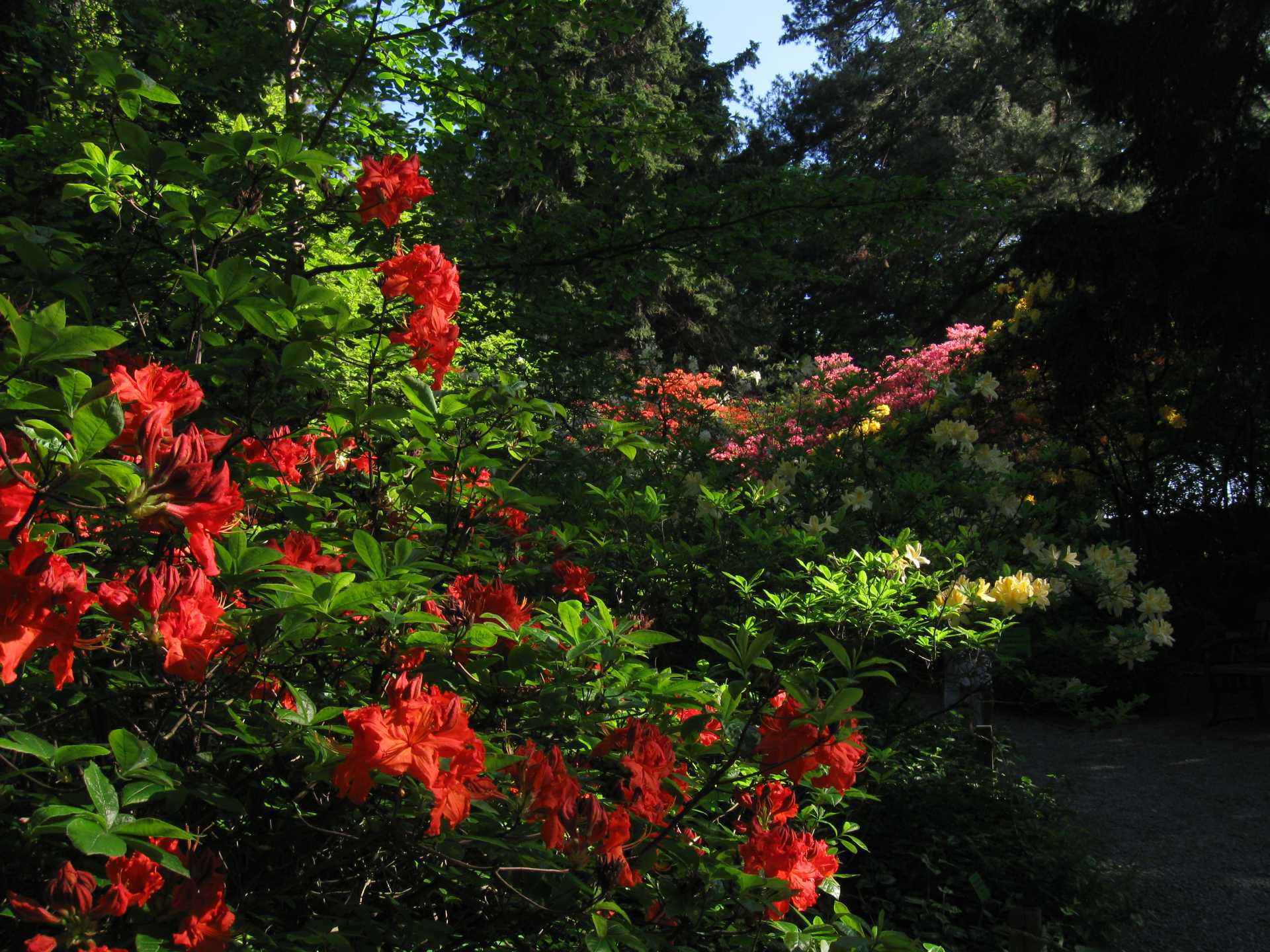 SFW 2019 arboretum 1