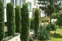Ogród społeczny przy ul. Widnej 21 (strona prawa)